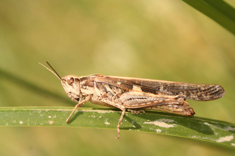 Acrididae: Aiolopus strepens